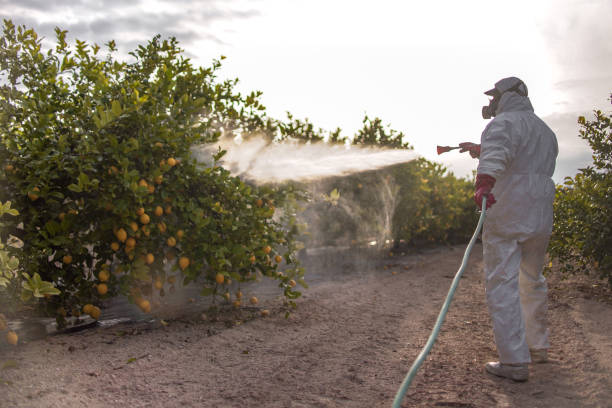 Best Wasp Removal Services  in Stokesdale, NC