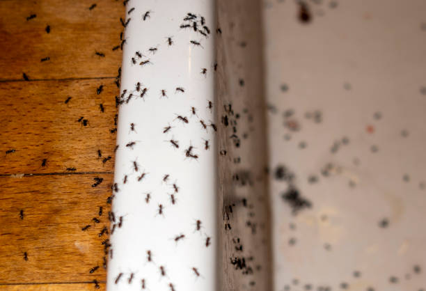 Best Wildlife Control Services  in Stokesdale, NC