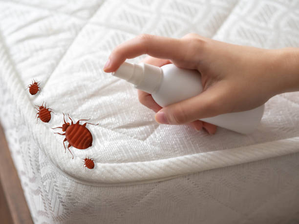 Best Flea Control Services  in Stokesdale, NC